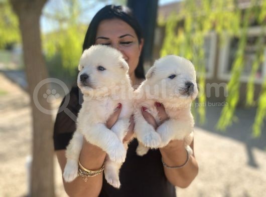 Samoyed Yavrularımız görsel