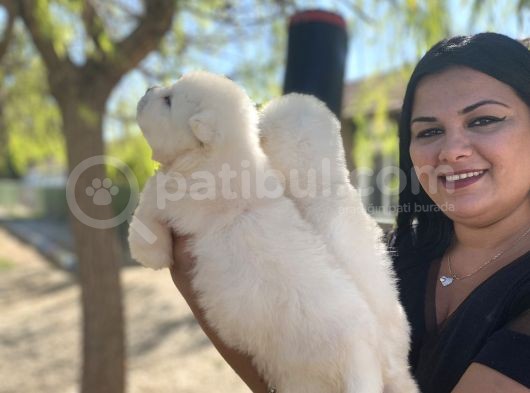 Samoyed Yavrularımız görsel