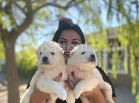Samoyed Yavrularımız görsel