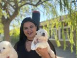 Samoyed yavrularımız
