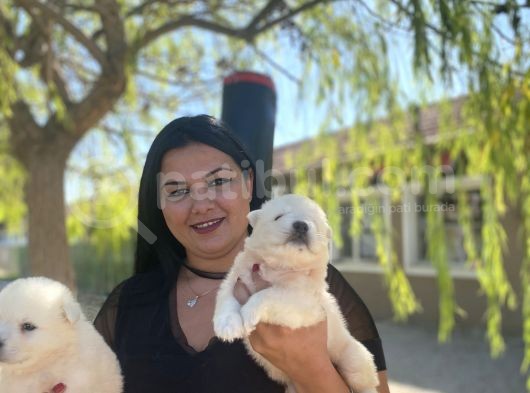 Samoyed Yavrularımız