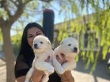 Samoyed Yavrularımız