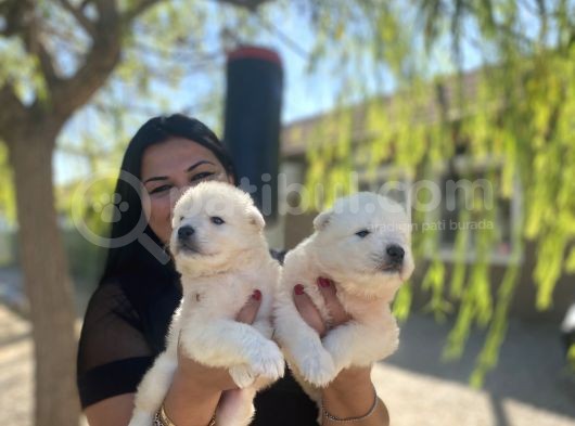 Samoyed Yavrularımız görsel