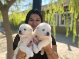 Samoyed Yavrularımız