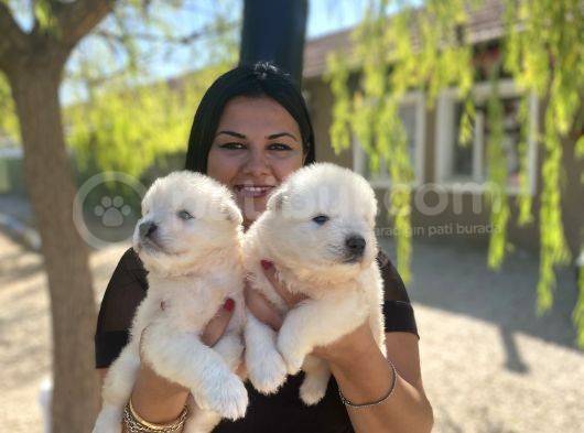 Samoyed Yavrularımız görsel