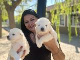 Samoyed Yavrularımız