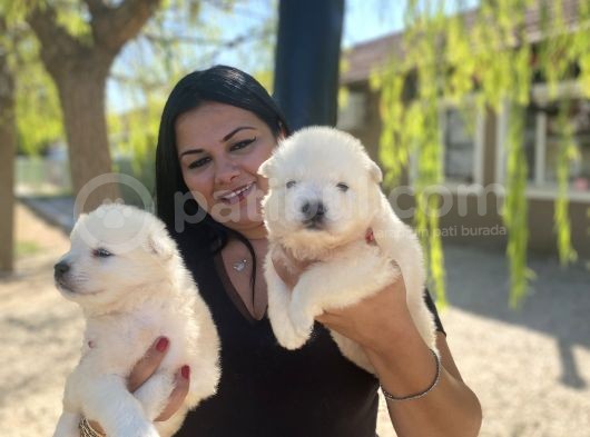 Samoyed Yavrularımız görsel