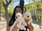 Samoyed Yavrularımız