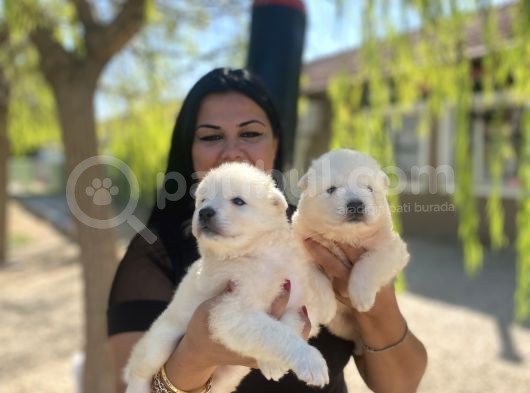 Samoyed Yavrularımız görsel