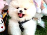 Safkan Pomeranian Boo Yavrularımız