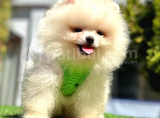 Safkan Pomeranian Boo Yavrularımız görsel