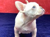 Muhteşem Güzelli̇kte French Bulldog Plati̇nyum Erkek Yavru