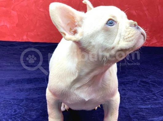 Muhteşem Güzelli̇kte French Bulldog Plati̇nyum Erkek Yavru görsel