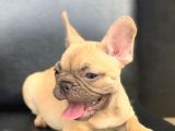 SÜPER GÜZELLİKTE FRENCH BULLDOG BLUE FAWN DİŞİ