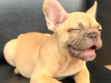 Süper Güzelli̇kte French Bulldog Blue Fawn Di̇şi̇