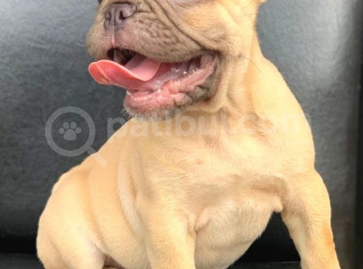 Süper Güzelli̇kte French Bulldog Blue Fawn Di̇şi̇ görsel