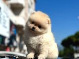 SCRLİ BEMBEYAZ POMERANİAN BOO ERKEK YAVRU