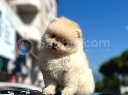 Scrli̇ Bembeyaz Pomerani̇an Boo Erkek Yavru
