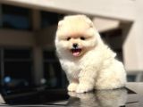 Scrli̇ Bembeyaz Pomerani̇an Boo Erkek Yavru