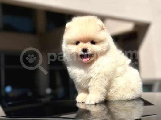 Scrli̇ Bembeyaz Pomerani̇an Boo Erkek Yavru görsel