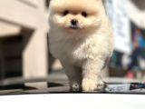 Scrli̇ Bembeyaz Pomerani̇an Boo Erkek Yavru