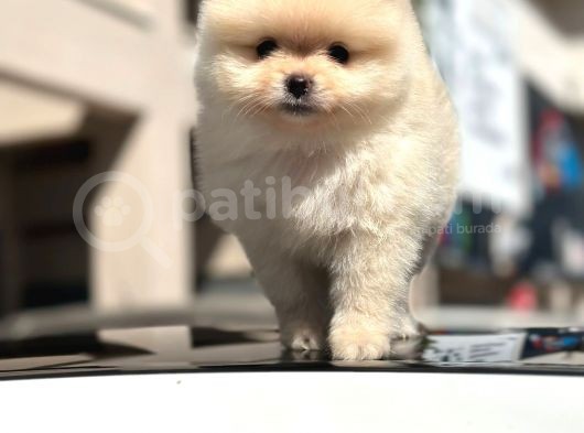 Scrli̇ Bembeyaz Pomerani̇an Boo Erkek Yavru görsel