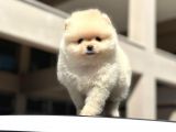 Scrli̇ Bembeyaz Pomerani̇an Boo Erkek Yavru