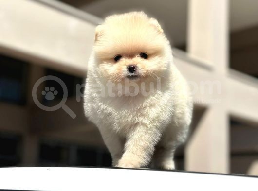 Scrli̇ Bembeyaz Pomerani̇an Boo Erkek Yavru görsel
