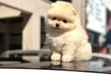 Scrli̇ Bembeyaz Pomerani̇an Boo Erkek Yavru