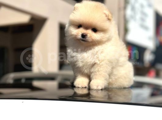 Scrli̇ Bembeyaz Pomerani̇an Boo Erkek Yavru görsel