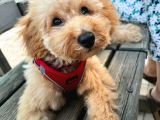 6 AYINDA DİŞİ APRİCOT TOY POODLE
