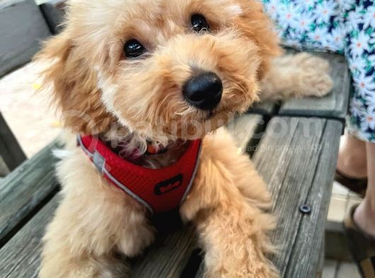 6 Ayinda Di̇şi̇ Apri̇cot Toy Poodle
