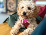 6 Ayinda Di̇şi̇ Apri̇cot Toy Poodle