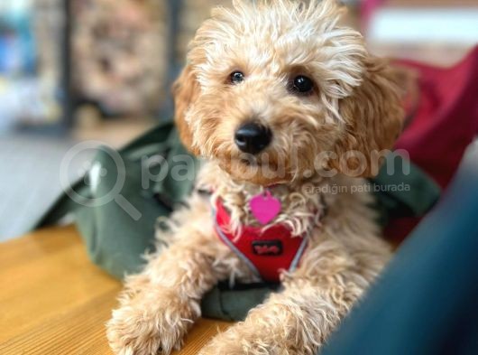 6 Ayinda Di̇şi̇ Apri̇cot Toy Poodle görsel