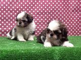 Irk Ve Sağlik Garanti̇si̇ İle Shi̇h Tzu Yavrular