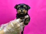 TEACUP YORKSHİRE TERRİER YAVRU