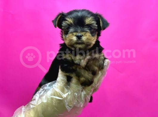 Teacup Yorkshi̇re Terri̇er Yavru görsel