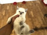 Bluepoi̇nt Bri̇ti̇sh Shorthai̇r Yavrularimiz