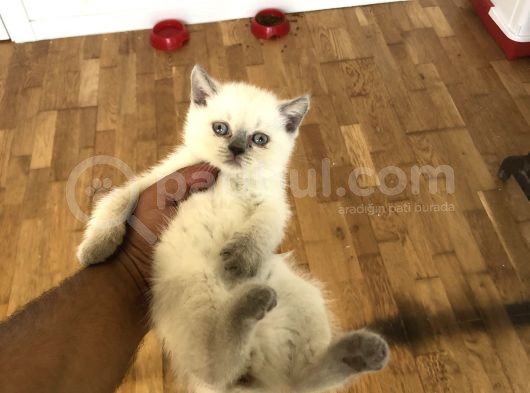 Bluepoi̇nt Bri̇ti̇sh Shorthai̇r Yavrularimiz görsel