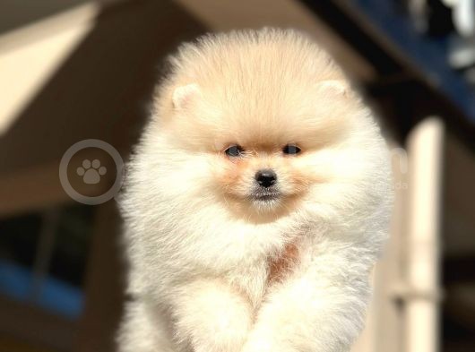 Yakışıklı Pomerian Yavrumuz görsel