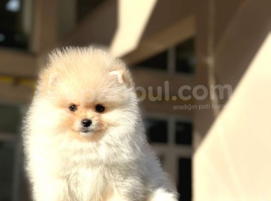 Yakışıklı Pomerian Yavrumuz