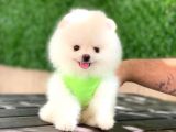 Pomeranian Boo Yavrular