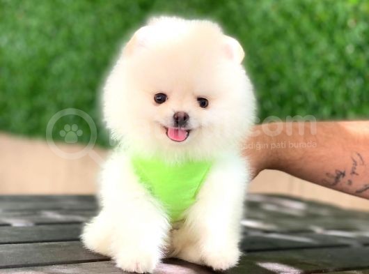 Pomeranian Boo Yavrular görsel