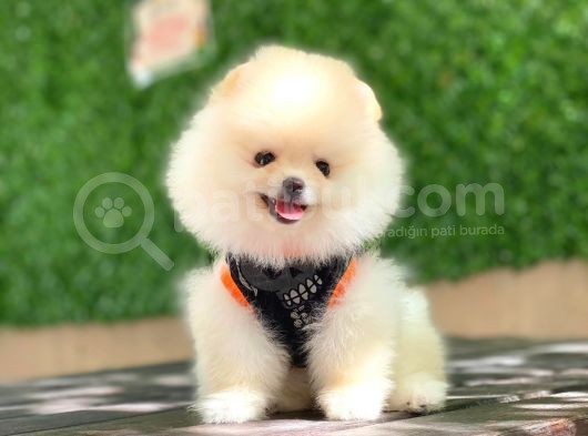 Pomeranian Boo Yavrular görsel