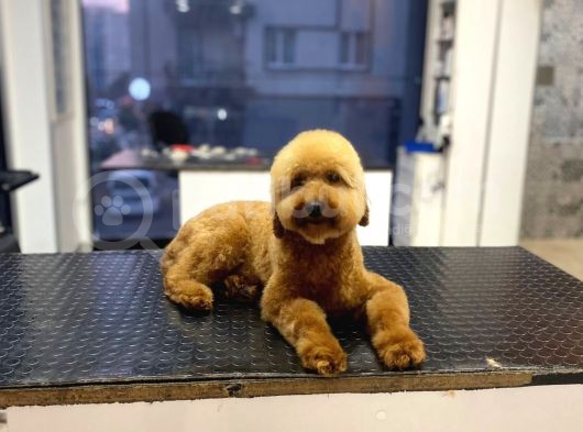 18 Aylık Toy Poodle Yavrumuz Coffee görsel