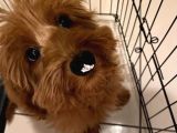 Red Maltipoo