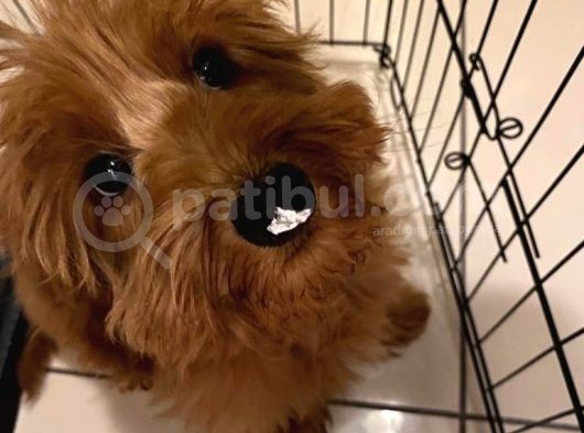 Red Maltipoo