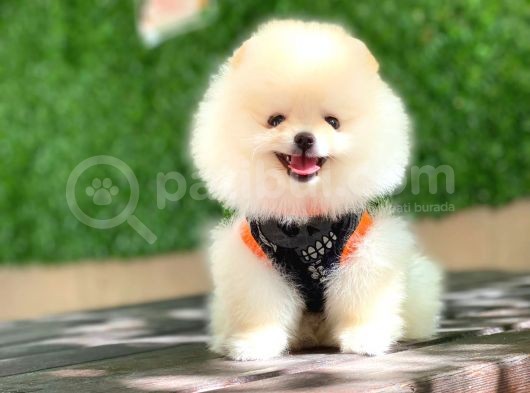 Pomeranian Boo Yavrular görsel