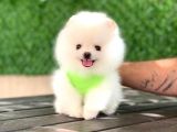 Pomeranian Boo Yavrular