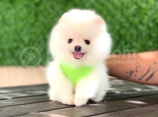 Pomeranian Boo Yavrular görsel